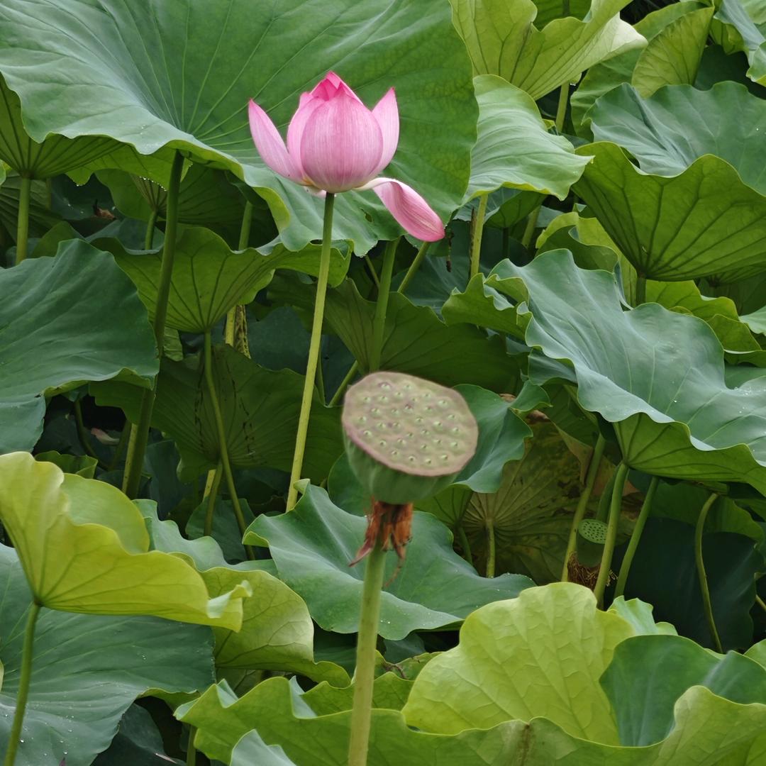 简单~玉