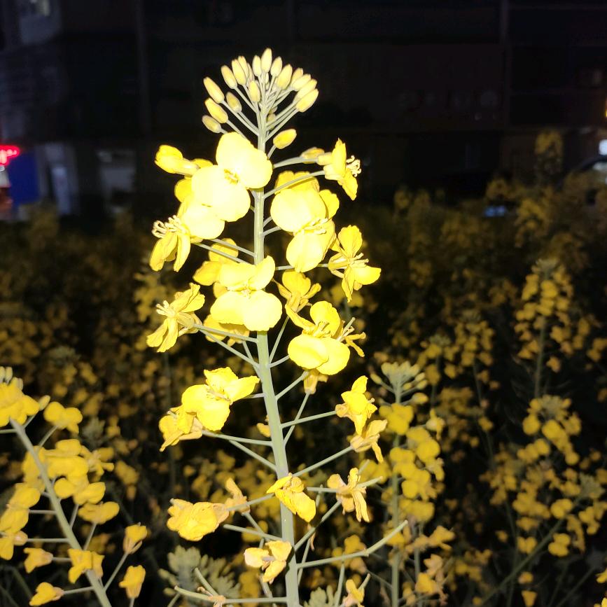 花容花客