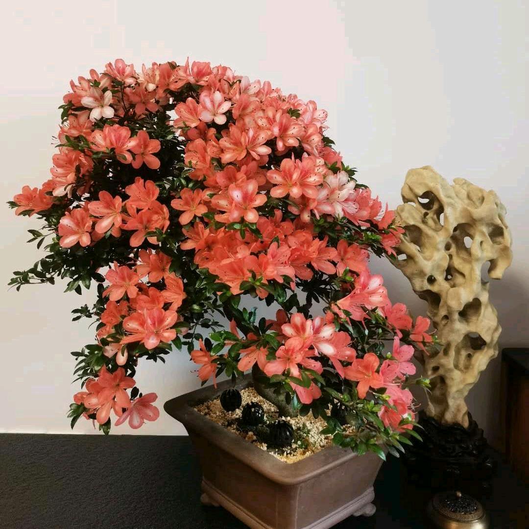 清茶半盏