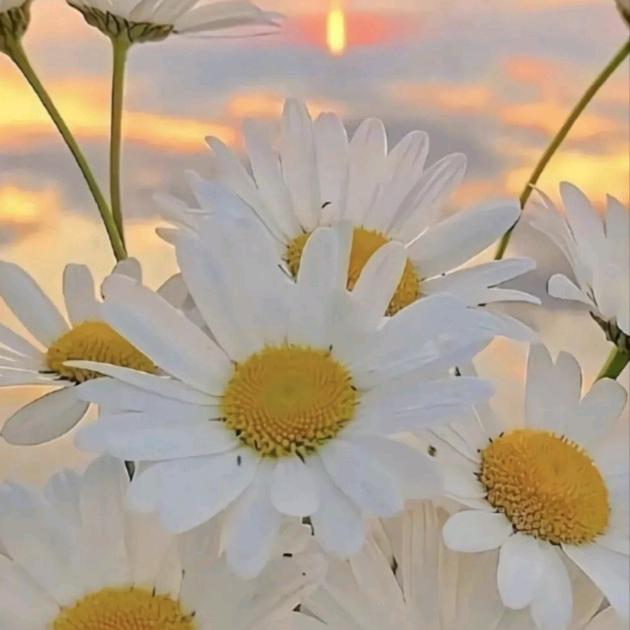 豆子是颗小豆子