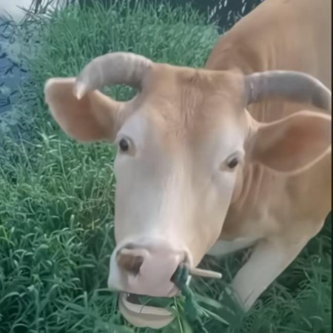 忧郁的牛🐮