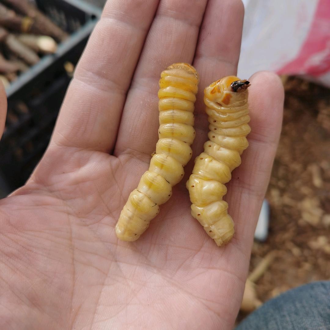 杭州萧山斗米虫农产品商行