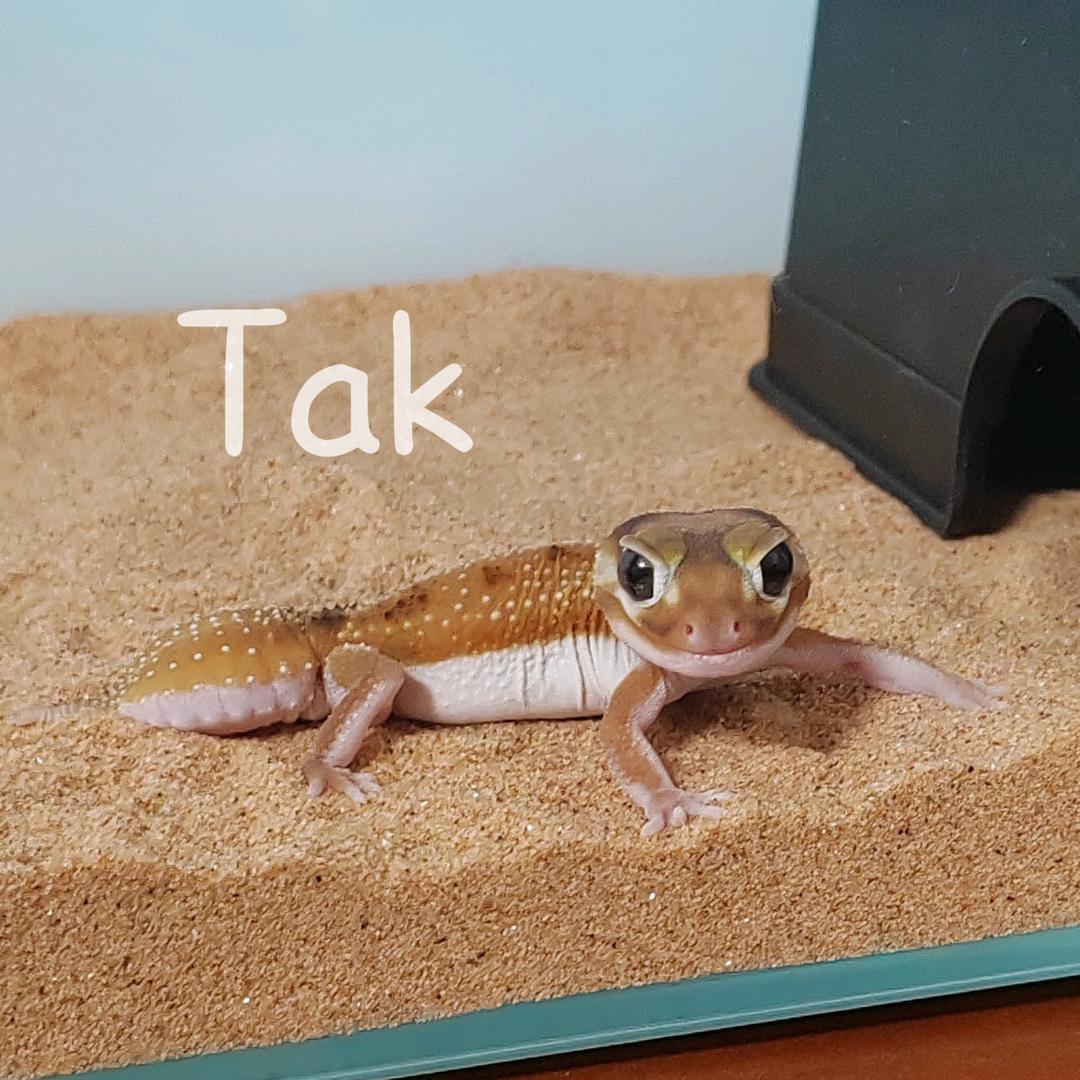 Tak