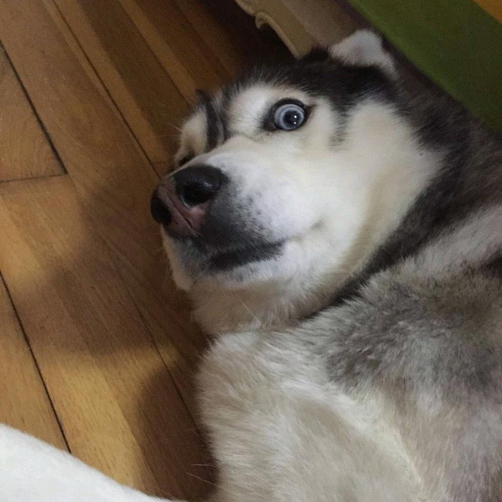 是什么嘎！