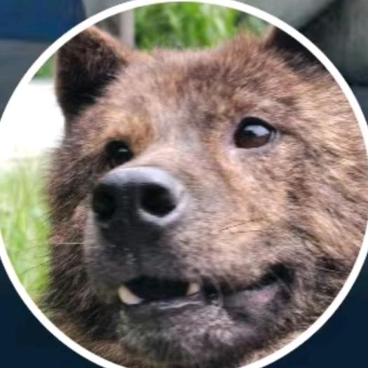 大稔田园犬