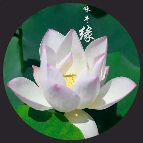 月圆（家有四宝）