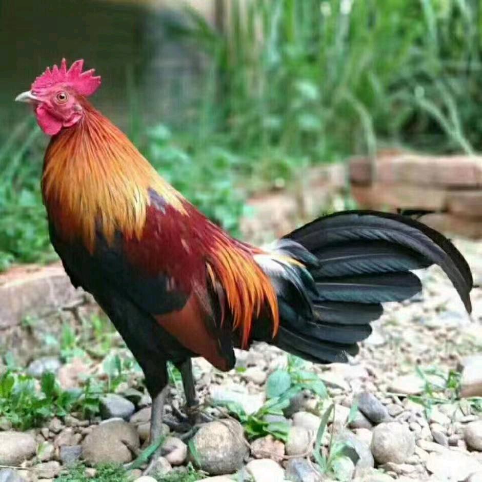 东风：刀巴哥