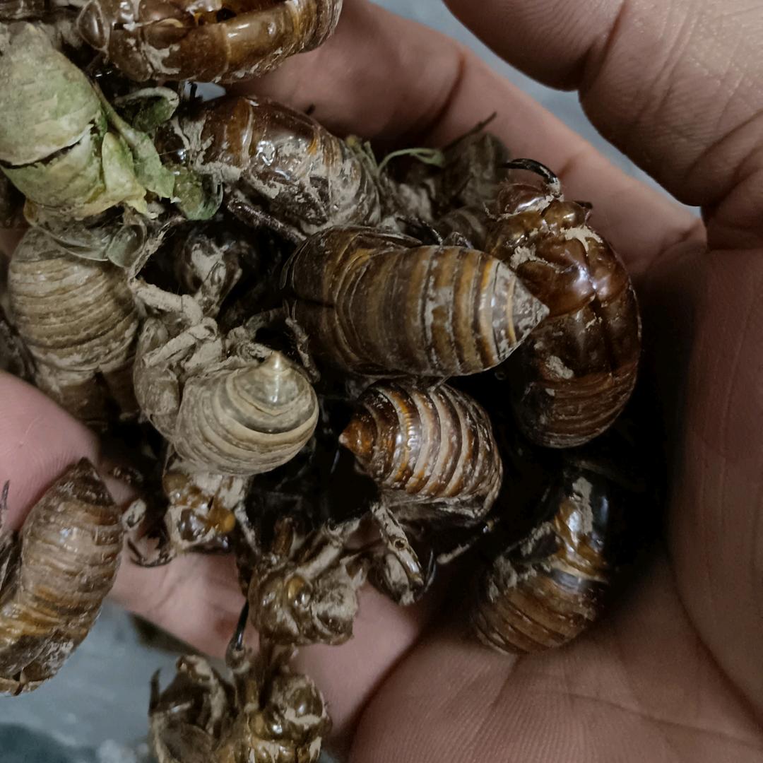 周哥山货百草通带徒弟