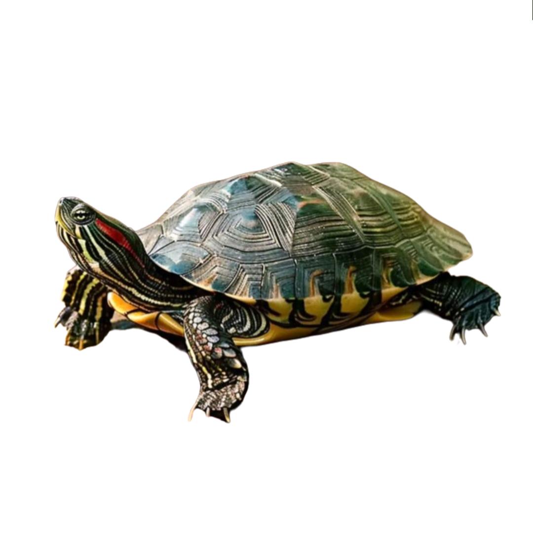 乌龟🐢