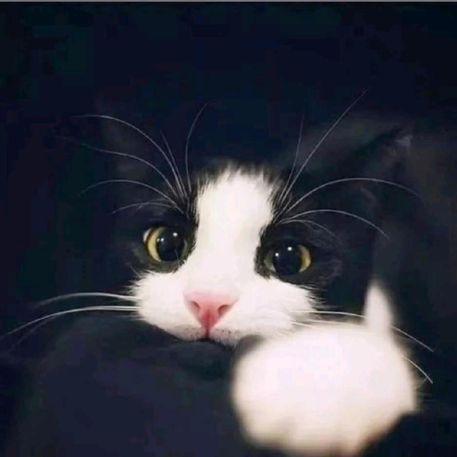 “蛋蛋”