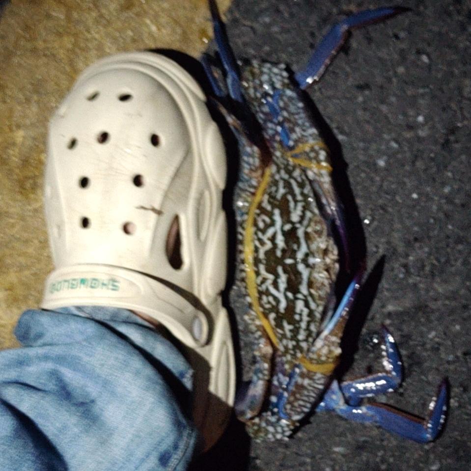 养四头吞金兽，阿升@主打听劝