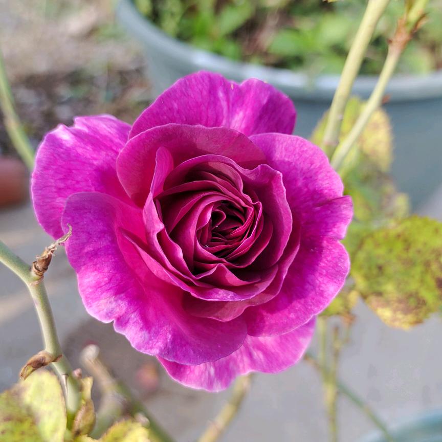 一杯(◍•ᴗ•◍)❤毒酒