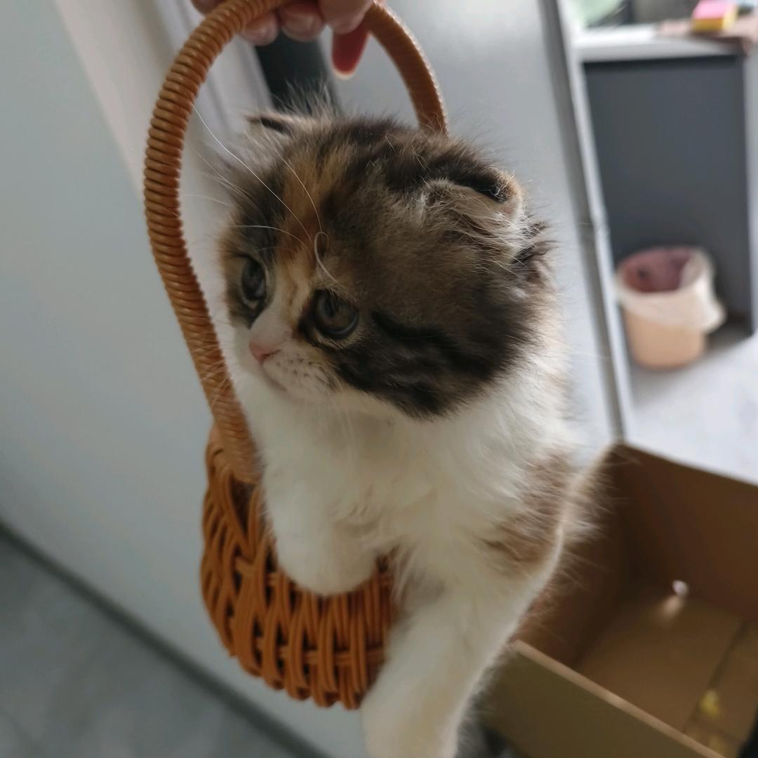小胡鸭