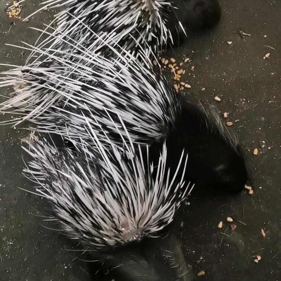 富源豪猪小助理