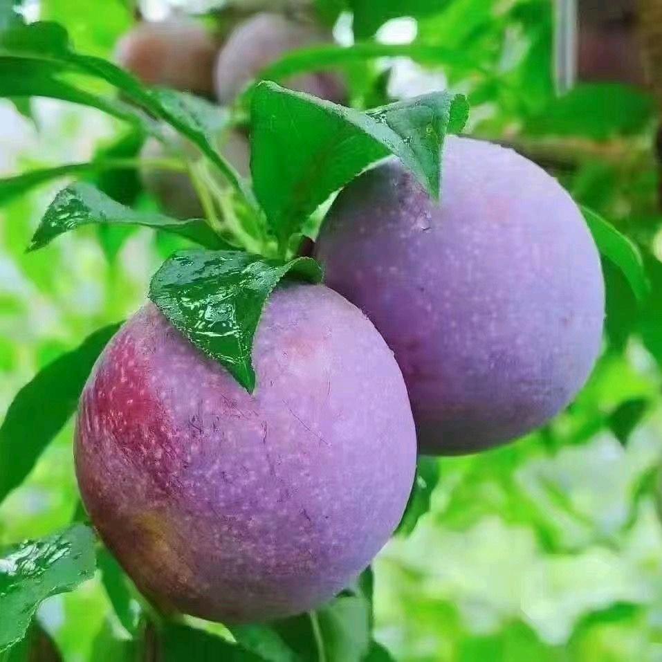 小梅
