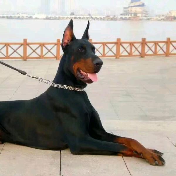 人生若只如初见，