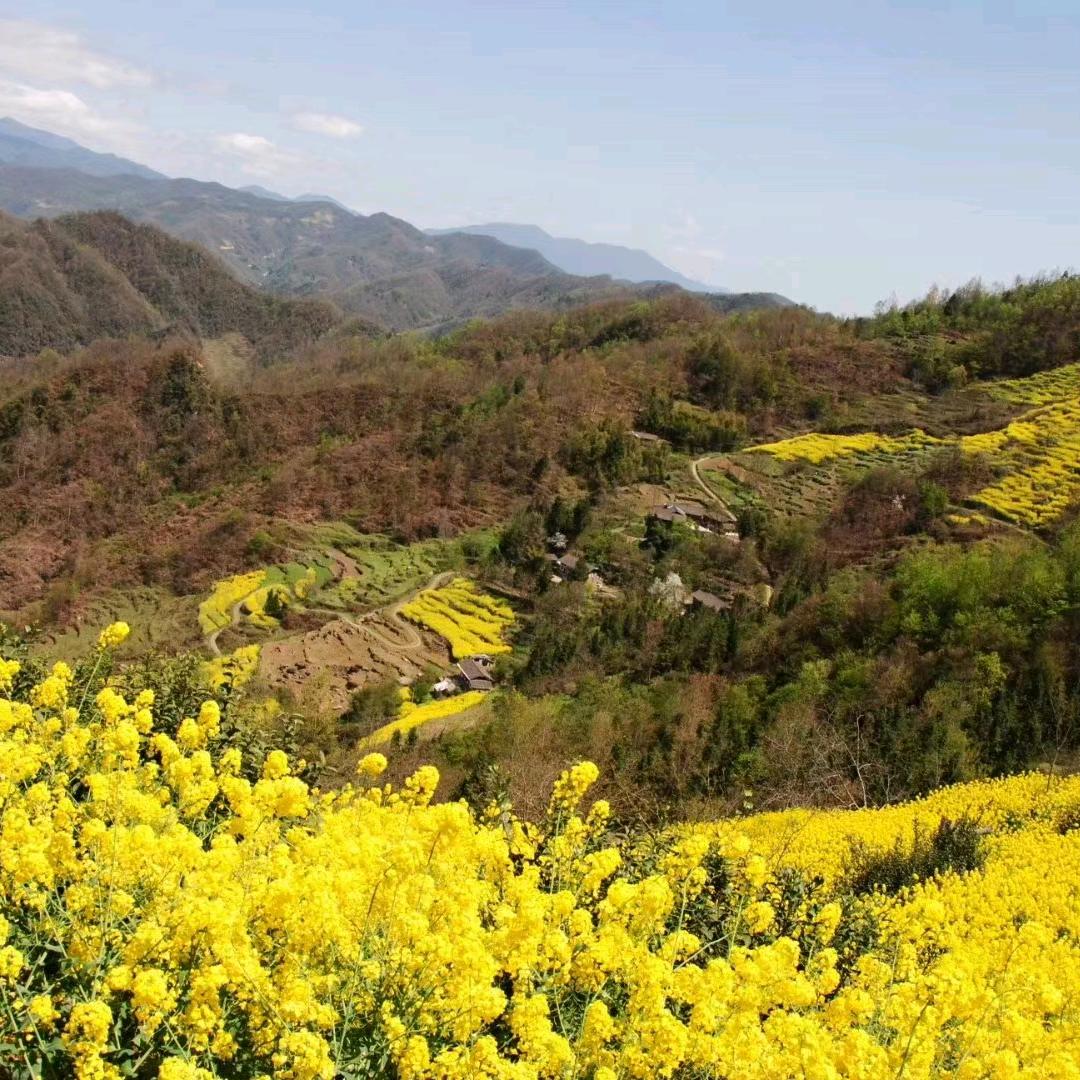 面包哥