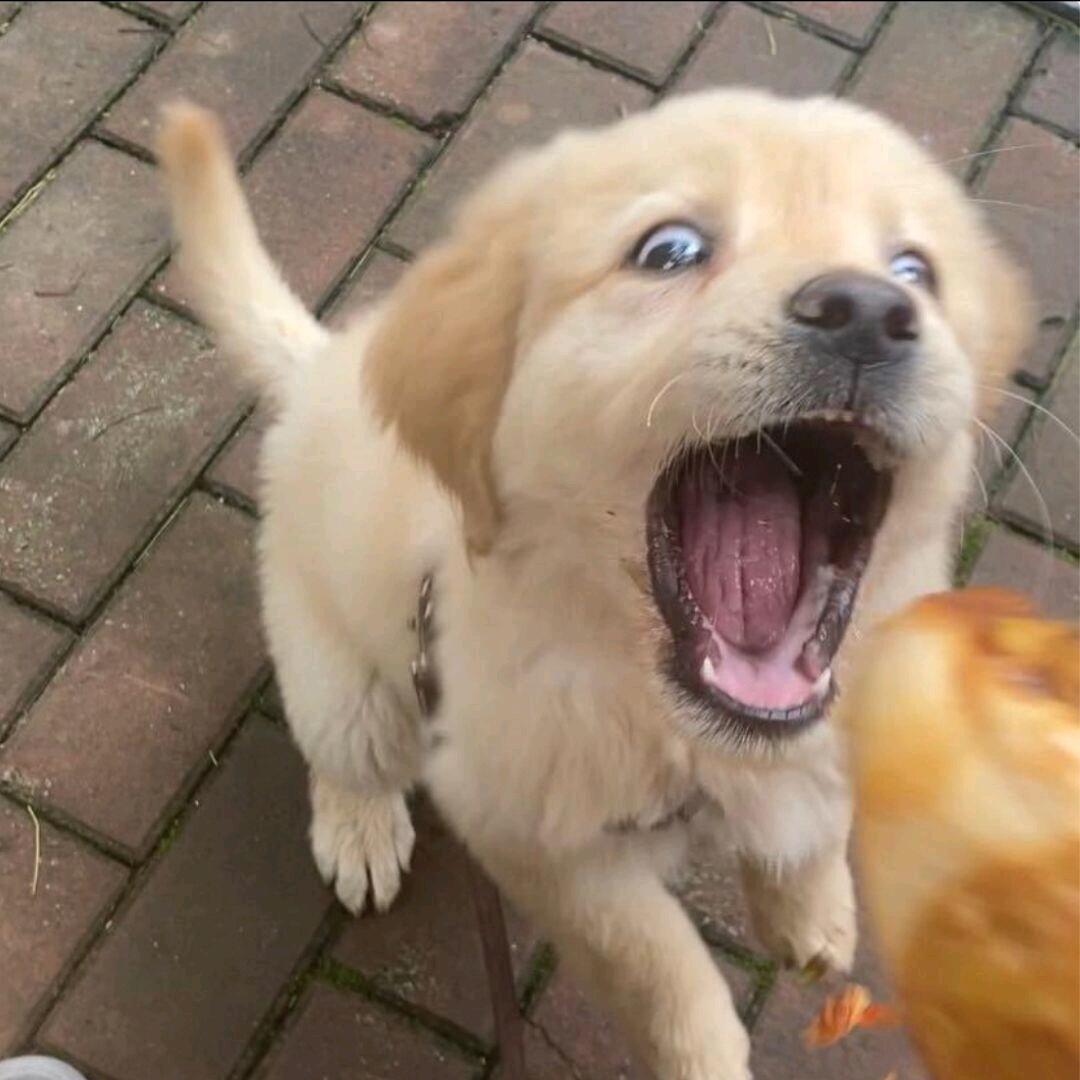 🌈🌈Σ( ╮( •́ω•̀ )╭