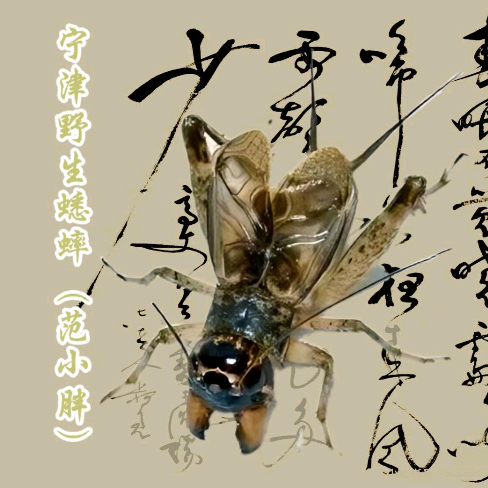 （范小胖）专业贴砖