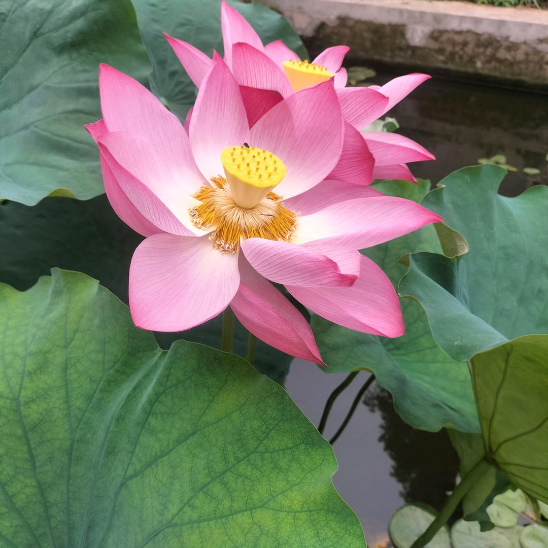 夏季荷花