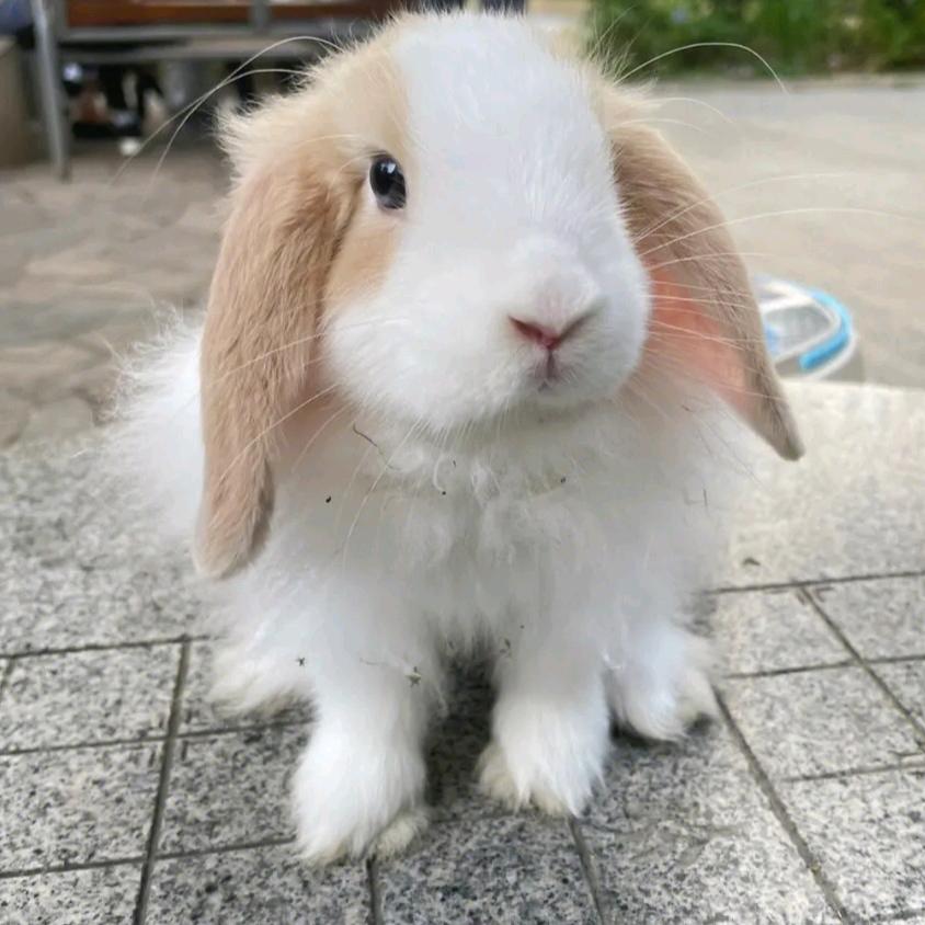 天天聊养兔