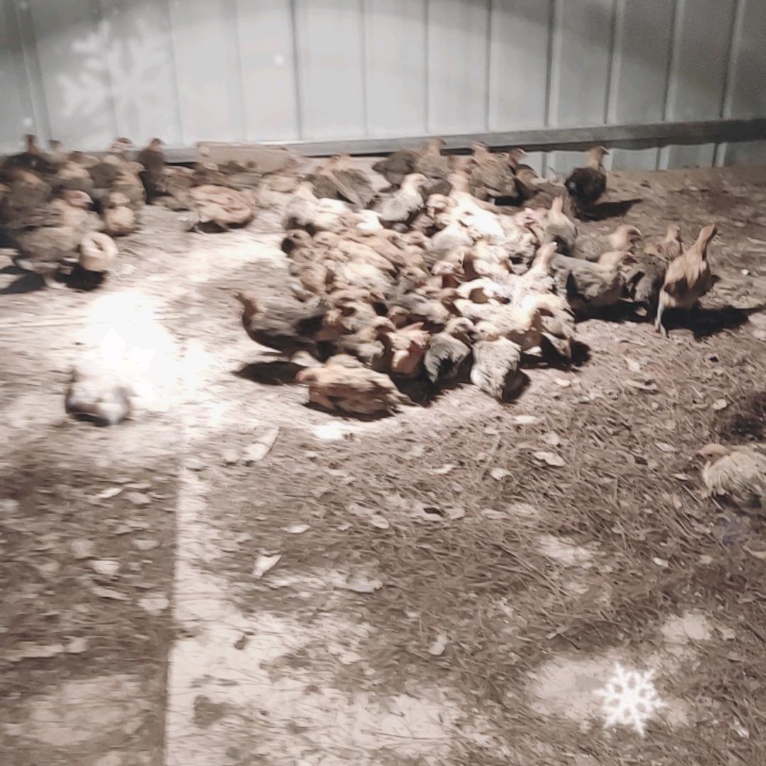 散养土鸡