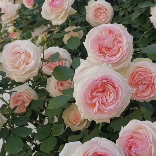 几里踏乡
