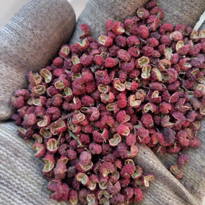 昭通青花椒批发