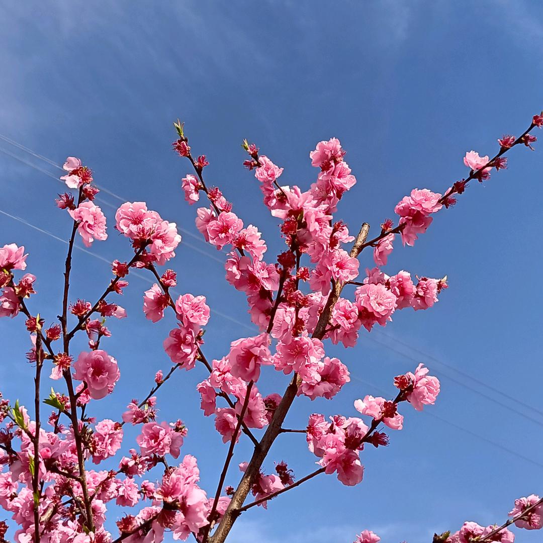 相识香知