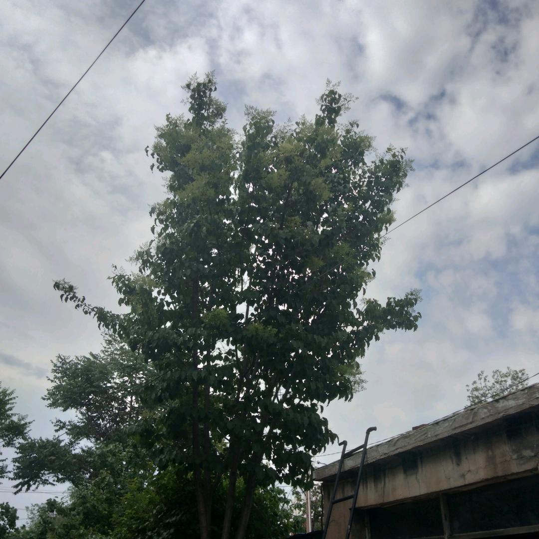 好消息.英梦菲利