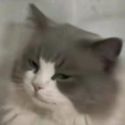 小卓的猫meme