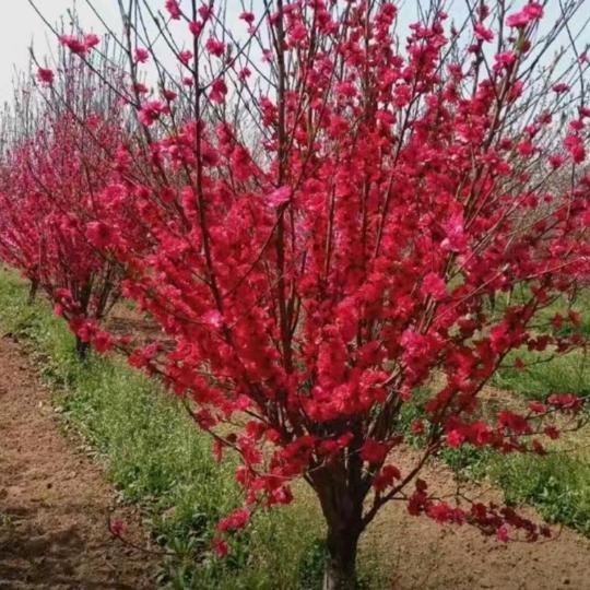 @爱跳舞的梅姐姐