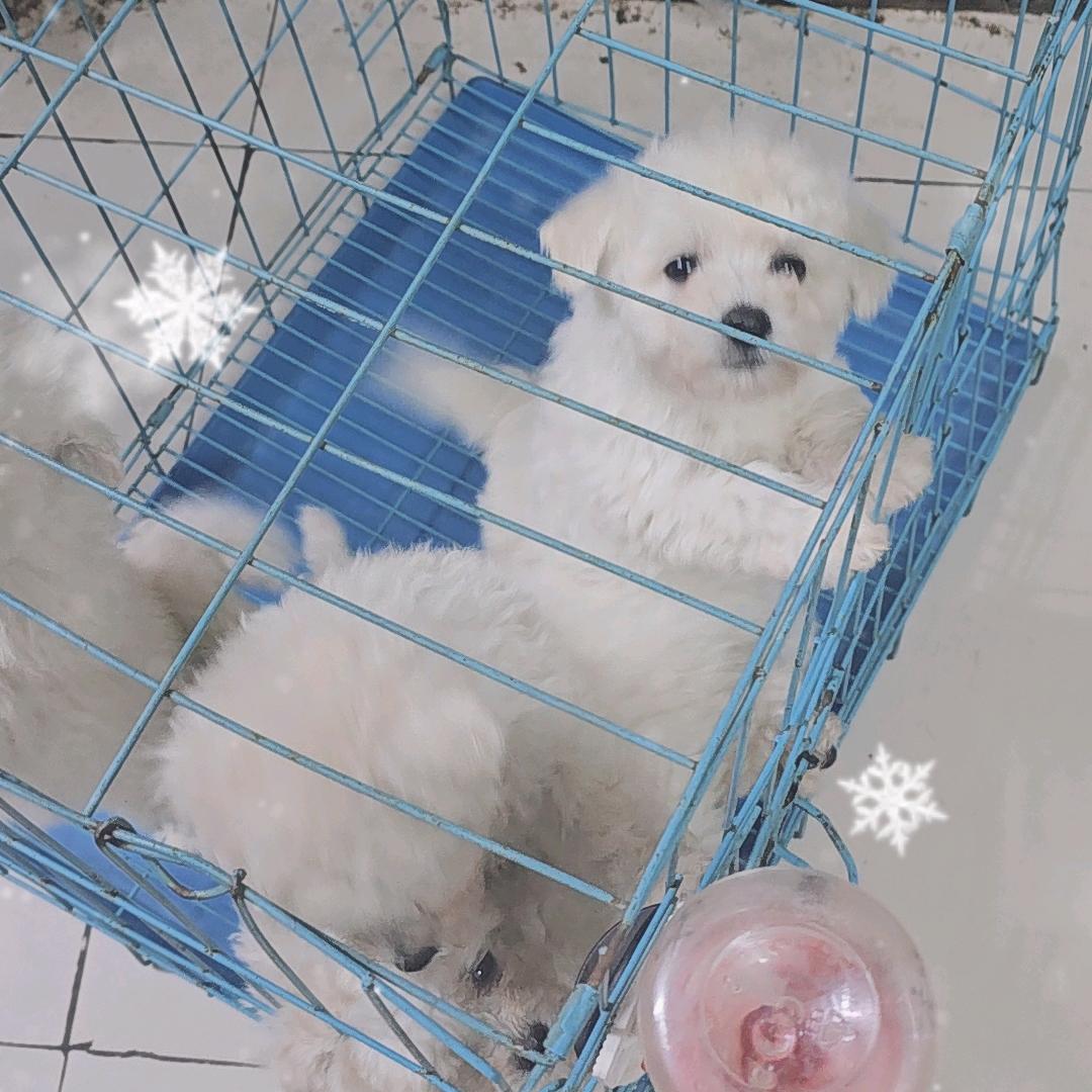 顺心宠物精选铺子