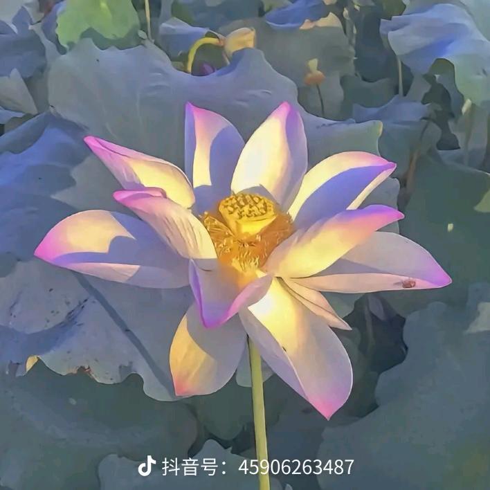 灿烂云霞