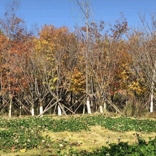 开心快乐每一天🤲