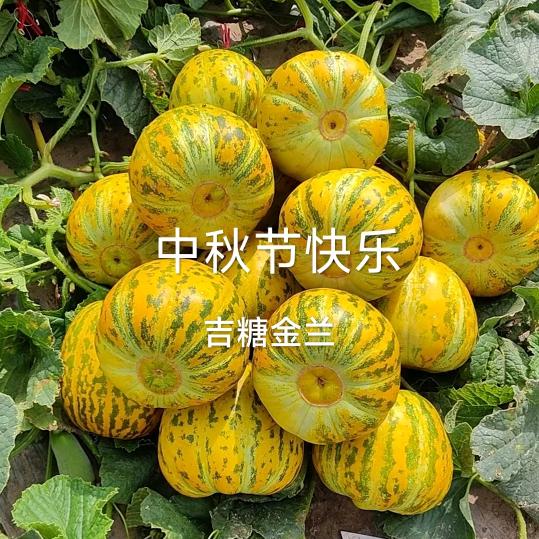 52478015033丰收的喜悦