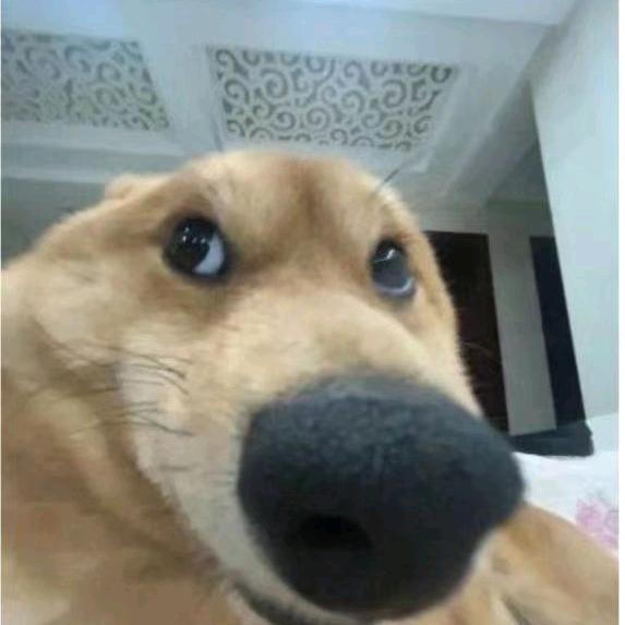 小瓜皮🍔（我的世界）