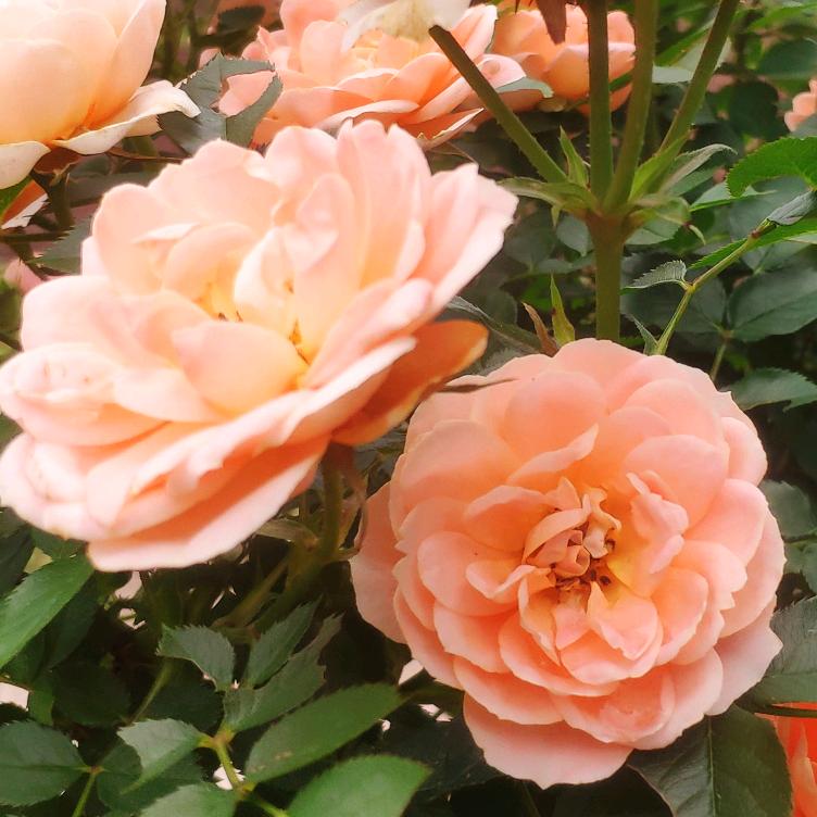 花开富贵_袁