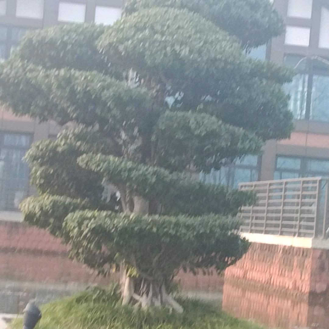 夏天的湖蝶