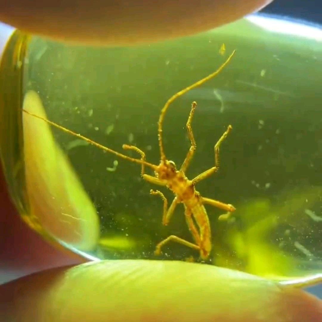 邻水石永逍遥好物严选店