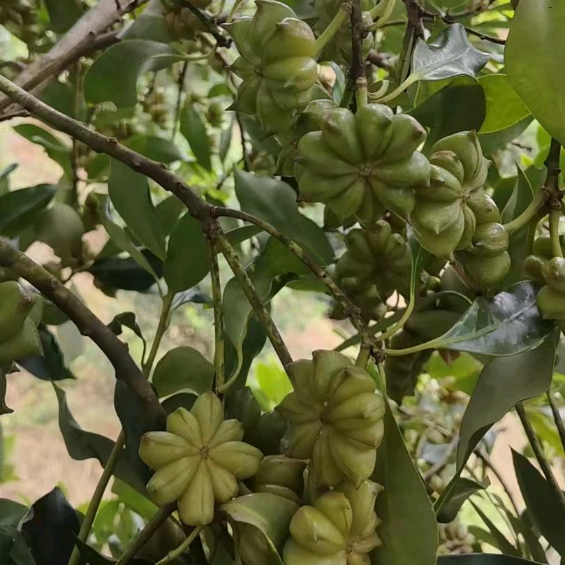 好苗源·种苗批发