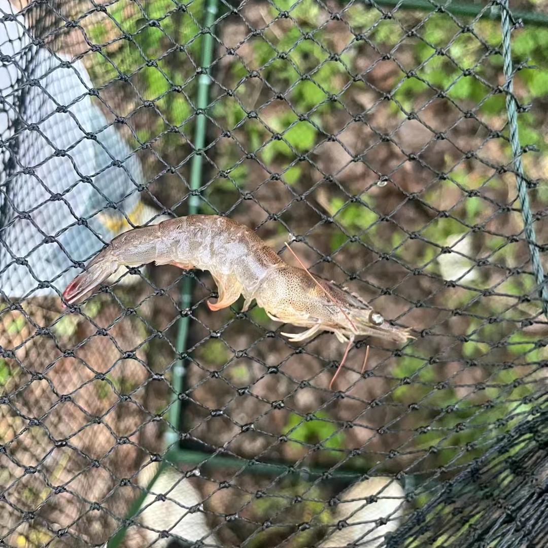 小蚂蚁网络