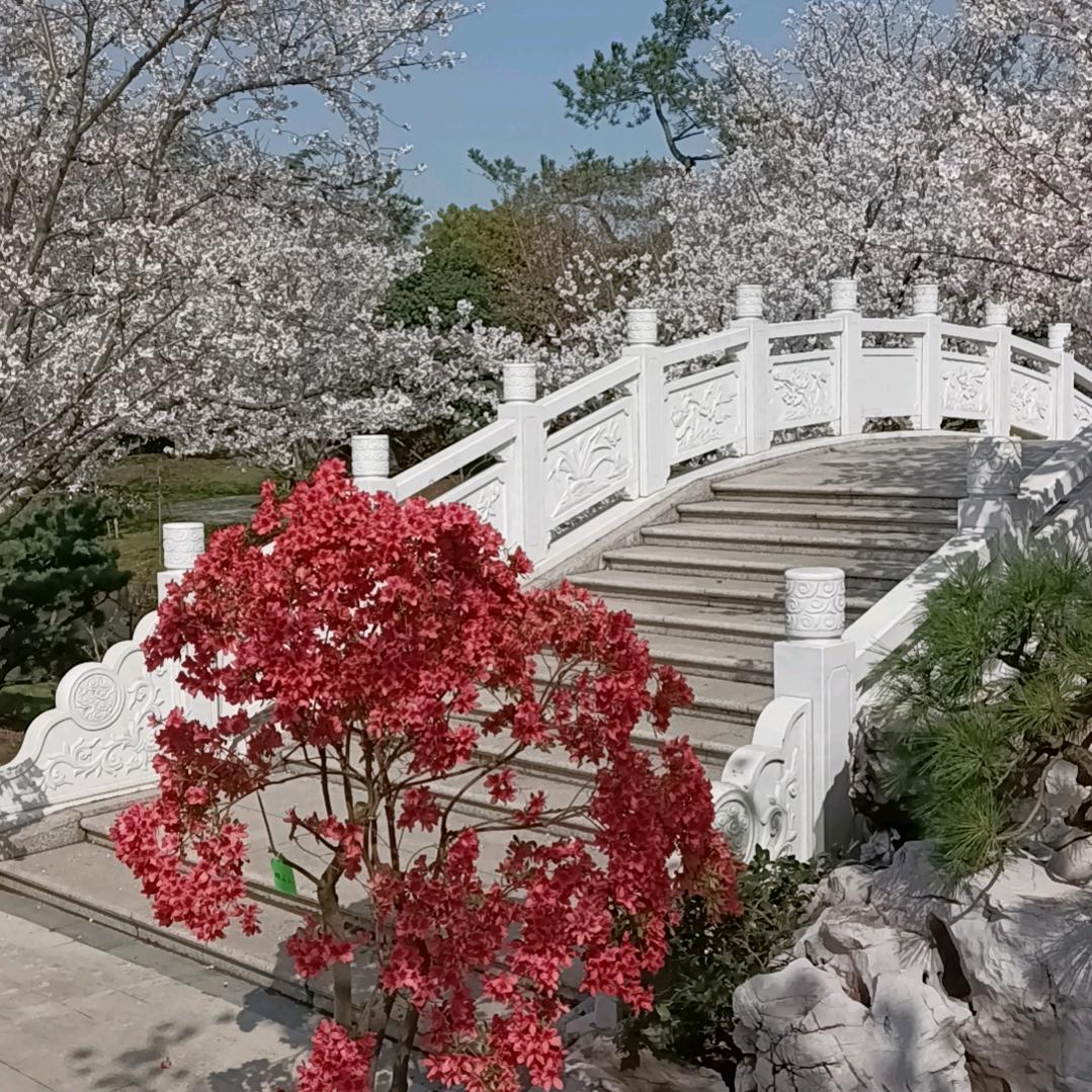 养鸽人的日常