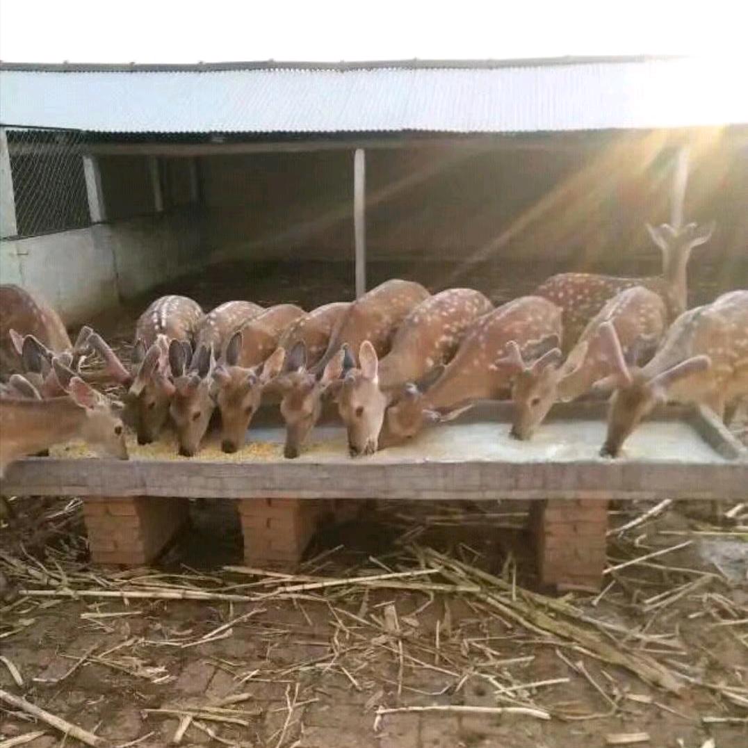 佳林󾓭🦌