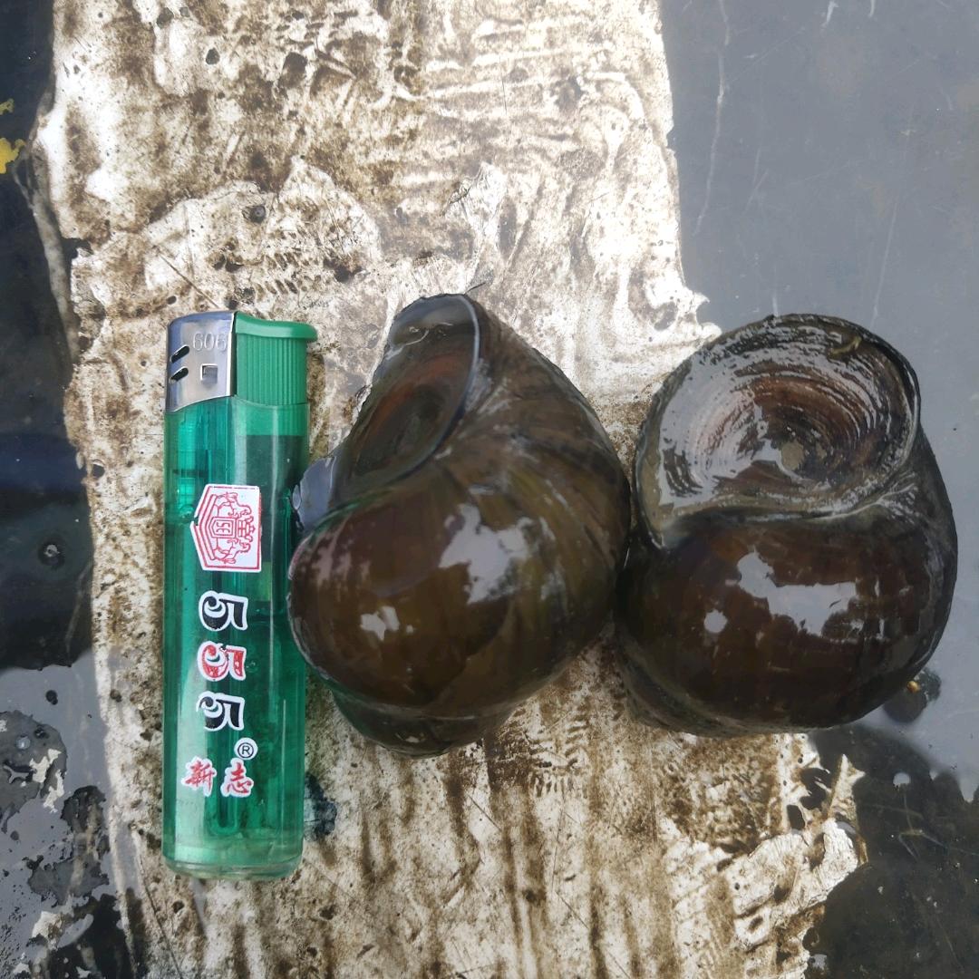 田螺 石螺 螺蛳肉 小龙虾 产地直销