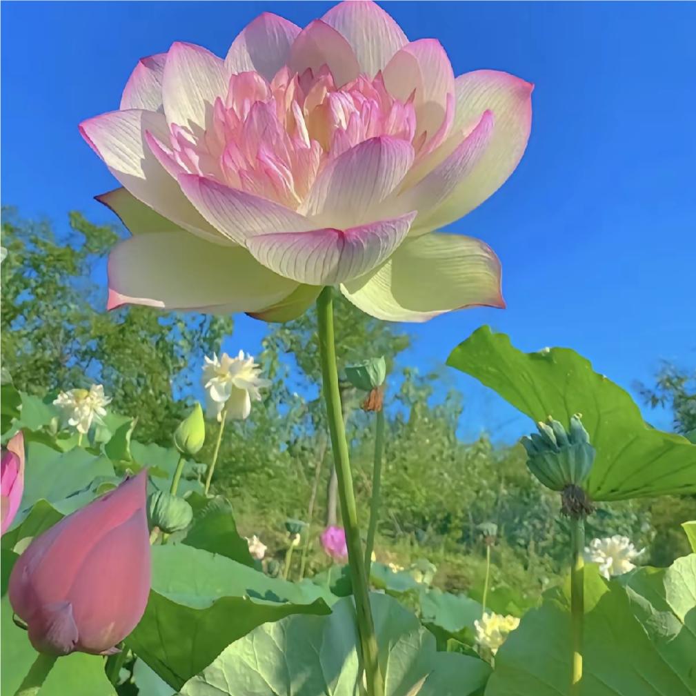 灿烂的阳光