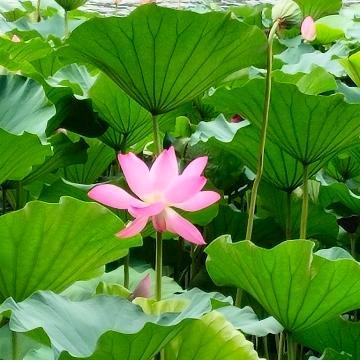 龙马精神🐉🐴