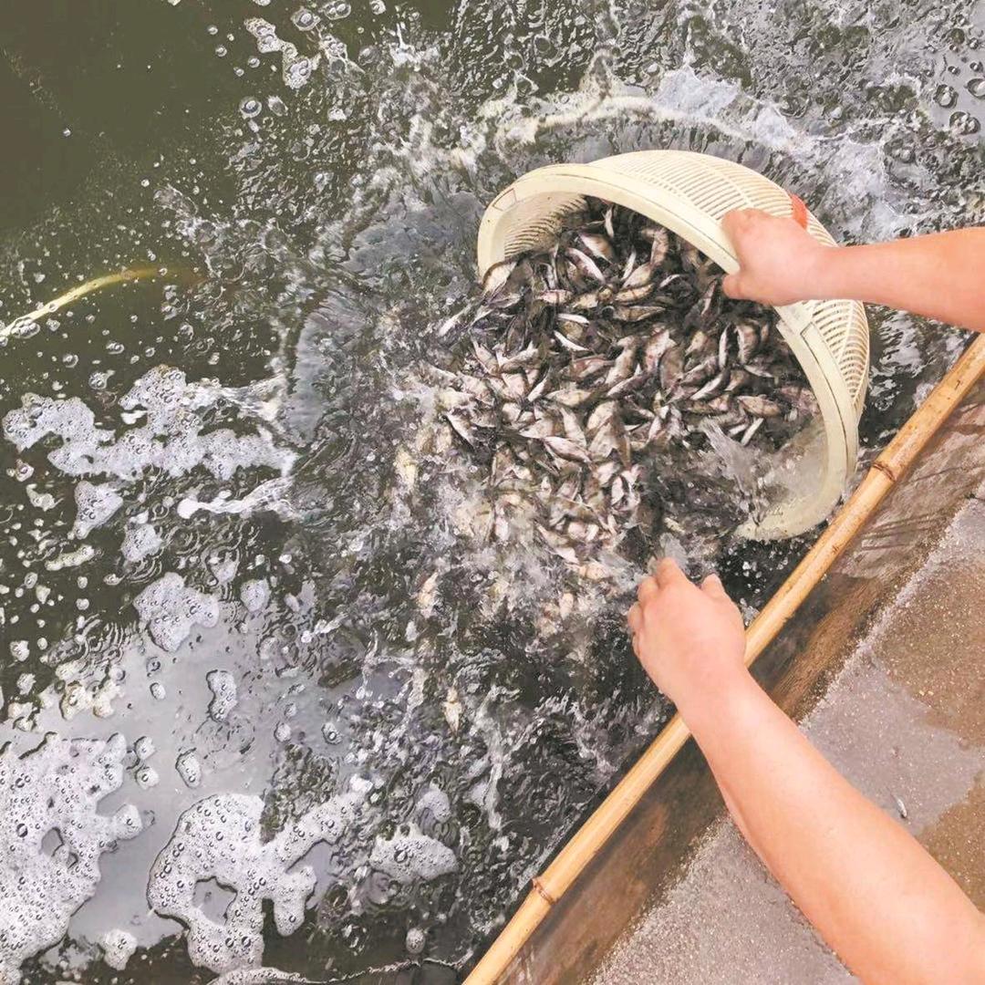 美人鱼渔业批发