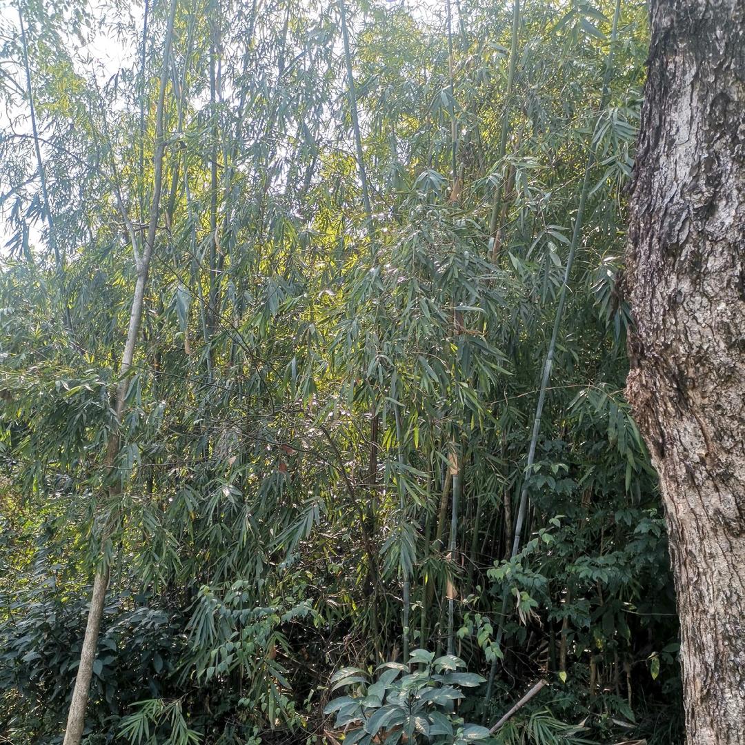 一生飘泊
