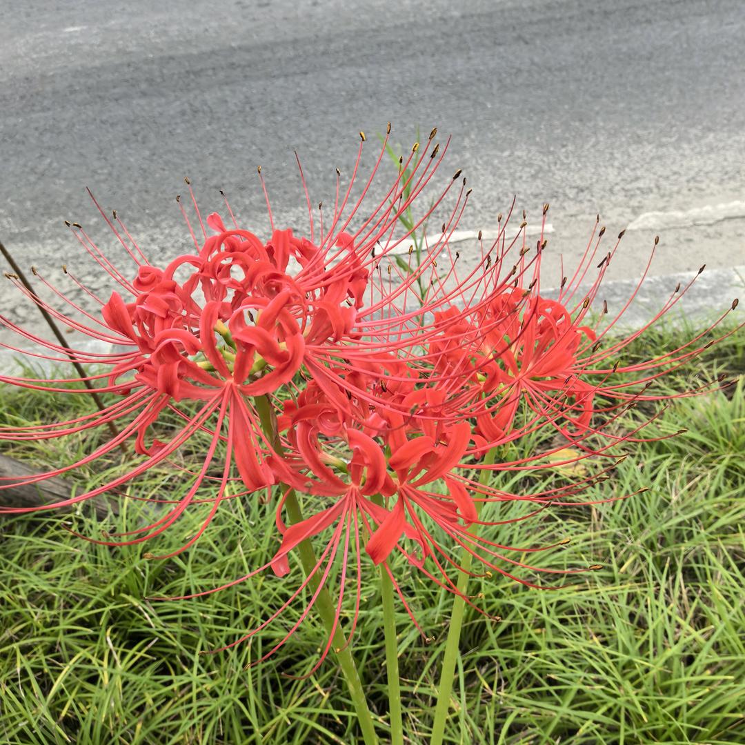 悠悠
